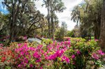 magnolia plantation and gardens.jpg