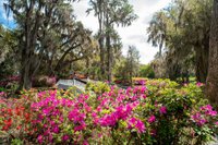 magnolia plantation and gardens.jpg