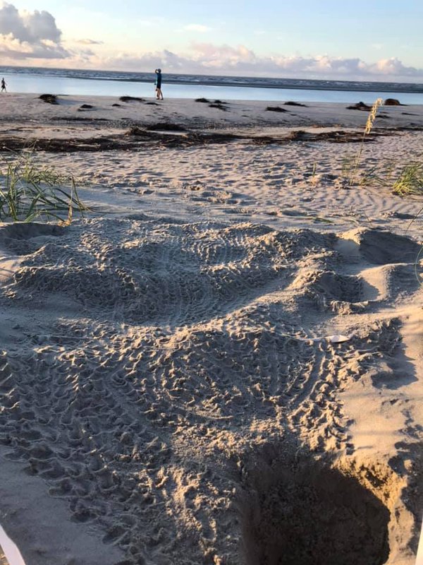 Seaturtle Hatchling Tracks.jpeg