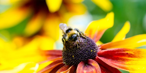 black eyed susan.png