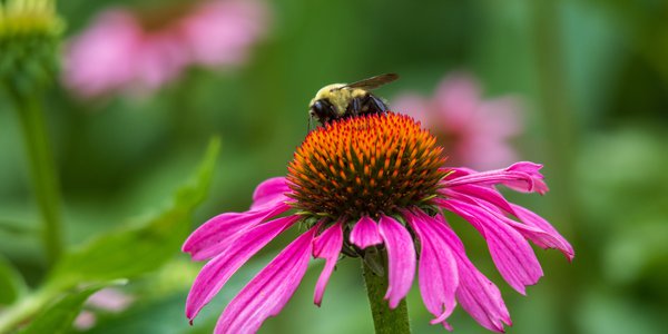 coneflowers.png