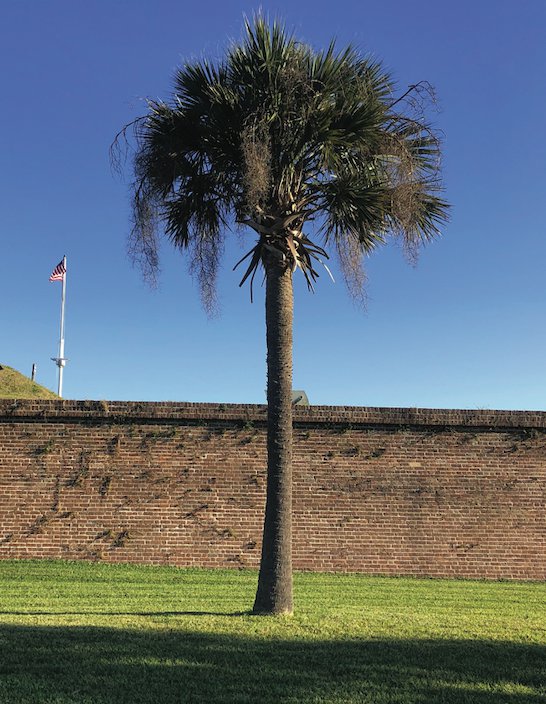 palmetto tree.png