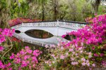 white-bridge-magnolia-plantation.jpg